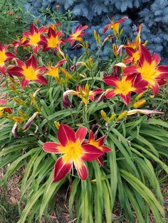 some red and yellow flowers are in the grass