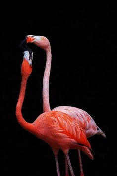 two flamingos standing next to each other on a black background with their beaks in the air