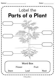 the parts of a plant worksheet for kids to practice labeling labels and labelling