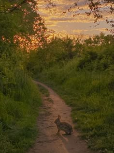 a rabbit sitting on the side of a dirt road next to green grass and trees