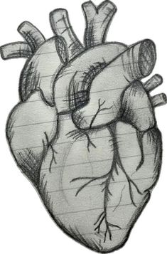 a drawing of a human heart