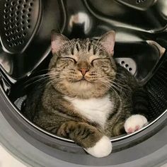 a cat laying down in a dryer with its eyes closed