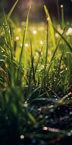 the grass is covered with water droplets