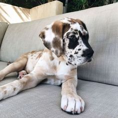 a brown and white dog laying on top of a couch