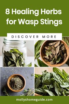 Discover the natural power of herbs for wasp stings. From soothing aches to reducing swelling, herbs can offer relief when you need it most. Learn about effective herbs for wasp sting treatment and keep them handy in your natural first aid kit. Explore the world of herbal remedies and harness the benefits of nature's healing touch. Ease discomfort and promote healing with these gentle, yet potent herbs. Trust in the wisdom of nature to provide comfort and relief from those pesky wasp stings. Wasp Stings Relief, Herbal Medicine Cabinet, Wasp Stings, Types Of Herbs, Homeopathic Remedies