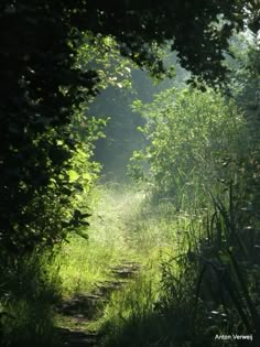 the sun shines through the trees and leaves on a path that is surrounded by tall grass