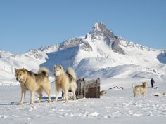 three dogs are standing in the snow with mountains in the background