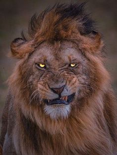 a close up of a lion's face with yellow eyes