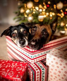 two dogs are peeking out from under presents