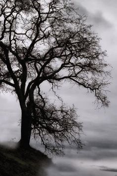 an old tree with no leaves on it