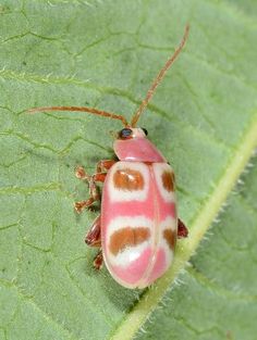 a pink and brown bug sitting on top of a green leaf