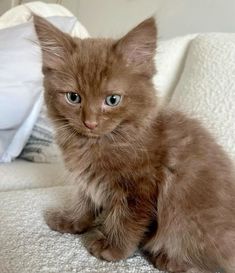 ᰔ | aes : Alice Fortescue (Longbottom) - marauders Alice Fortescue, Brown Kitty, Brown Cats, Brown Cat