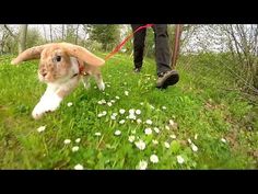 a person walking a dog on a leash in the grass with a bunny behind them