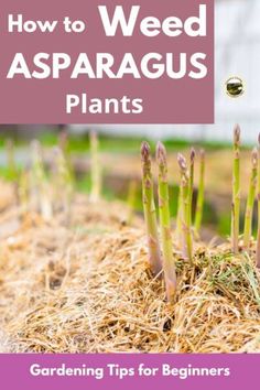 Asparagus Farm, Asparagus Garden, Grow Asparagus, Asparagus Plant, Growing Asparagus, Perennial Vegetables, Organic Vegetable Garden, Home Vegetable Garden, Organic Gardening Tips