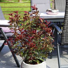 a potted plant sitting on top of a table next to a chair and table