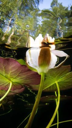 a white flower floating on top of a green leafy plant next to some water