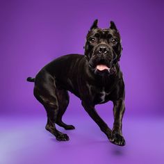 a large black dog standing on top of a purple floor in front of a purple background