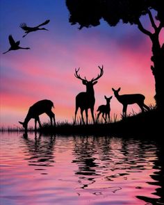 the silhouettes of deer and stags are reflected in the water at sunset