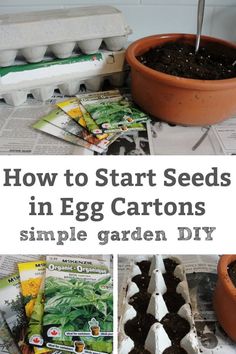 how to start seeds in egg cartons simple garden diy