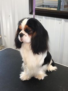 a black and white dog sitting on top of a table in front of a mirror