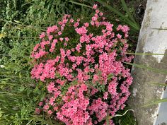 pink flowers growing out of the ground next to some grass