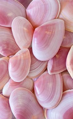 there is a large pile of seashells with hearts in the background