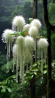 the white flowers are hanging from the tree in the forest, with rain falling down on them