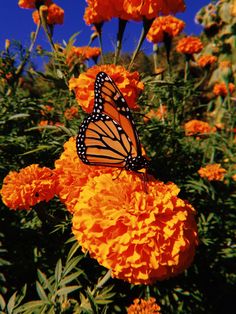 a monarch butterfly on an orange flower with blue sky in the backgrounnd