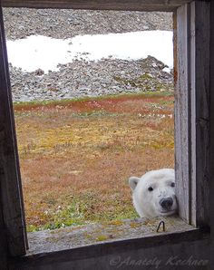 a polar bear looks out the window of an abandoned building in alaska's arctic tundra