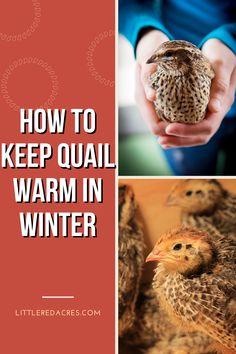 how to keep quail warm in winter with pictures and text overlay that reads, how to keep quail warm in winter