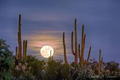 the full moon is seen through cactus trees