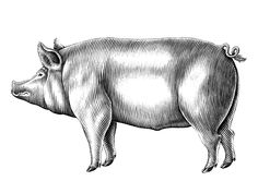 a black and white drawing of a pig