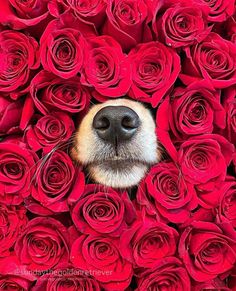 a dog's face peeking out from the middle of a bunch of red roses