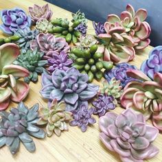 many different types of succulents on a table