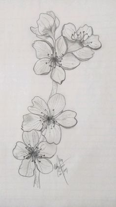 pencil drawing of flowers on white paper