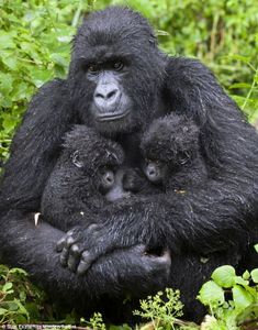 a mother gorilla holding her two babies