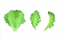 three different types of lettuce on a white background