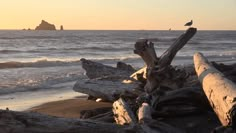 driftwood on the beach at sunset with seagulls