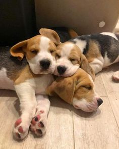 two puppies are cuddling together on the floor