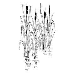 black and white drawing of reeds in water