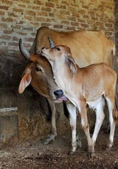 two brown cows standing next to each other on a dirt floor in front of a brick wall