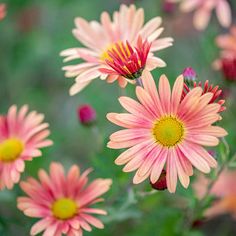 pink and yellow flowers with green leaves in the background