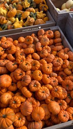 pumpkins and squash are stacked up in bins