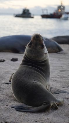 a sea lion laying on the beach with other animals in the background