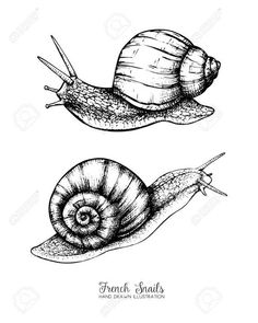 black and white drawing of two snails with their tails curled up on each other's back