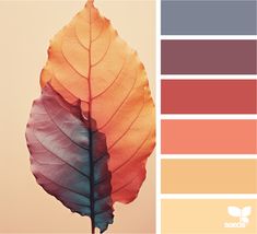 an orange and blue leaf is shown in this color palette