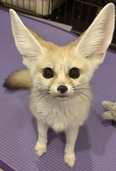 a small white and brown fox sitting on top of a purple mat