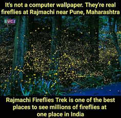 fireflies in the forest with caption that reads, it's not a computer wallpaper they're real