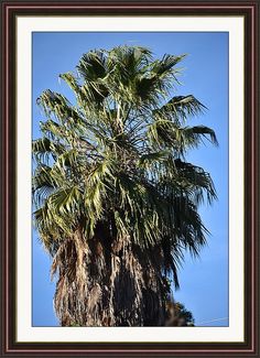 a tall palm tree in front of a blue sky with brown trim on it's branches