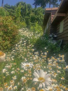 daisies and other wildflowers are growing in the grass next to a house